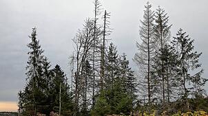 Ein Negativbeispiel ist der Wald im Bereich Schönwald. Bilder: Hendrik Mauritz