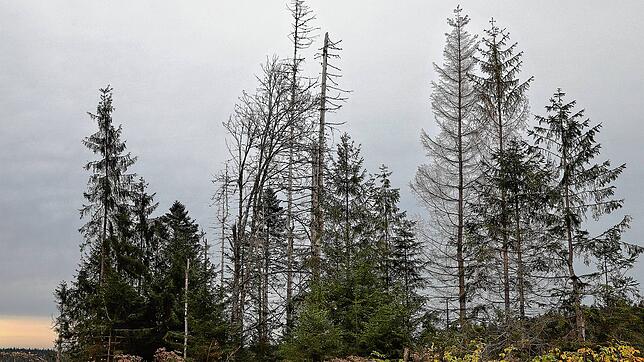 Ein Negativbeispiel ist der Wald im Bereich Schönwald. Bilder: Hendrik Mauritz