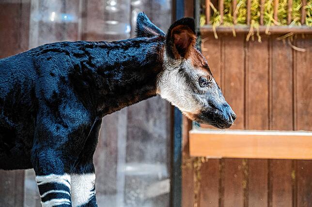 Ein stolzer Junge: Okapi Toka.
