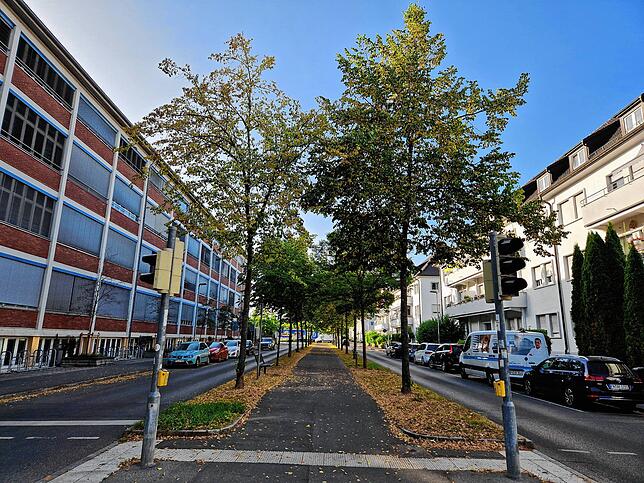Gerade an den jüngeren Bäume werden Schäden durch die zunehmende Hitze und Trockenheit sichtbar.
