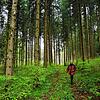 Der Wald hat nicht nur die Funktion als Naherholungsgebiet. Er könnte auch neue Gewerbe- und Wohngebiete ermöglichen.