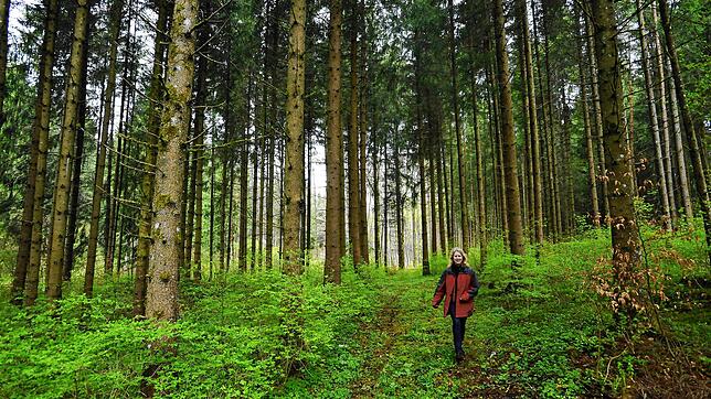 Der Wald hat nicht nur die Funktion als Naherholungsgebiet. Er könnte auch neue Gewerbe- und Wohngebiete ermöglichen.