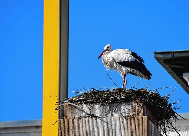 Bild 8: &bdquo;Ohhh, guck, d&lsquo; Storch isch da!&ldquo; Die Stockacher freuen sich, dass Hans wieder im Nest in der Oberstadt klappert