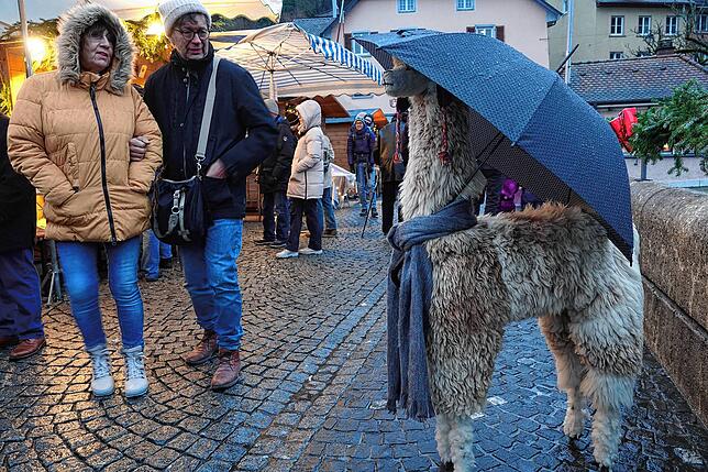 Ein Alpaka, nicht echt aber dafür mit Regenschirm auf der Laufenbrücke.