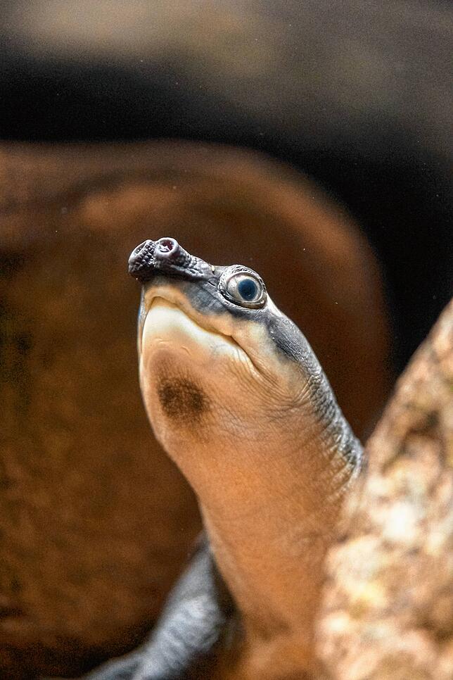 Bild 3: Schildkröte mit Schweinenase: Die Papua-Weichschildkröte ist der heimliche Star im Basler Zoo