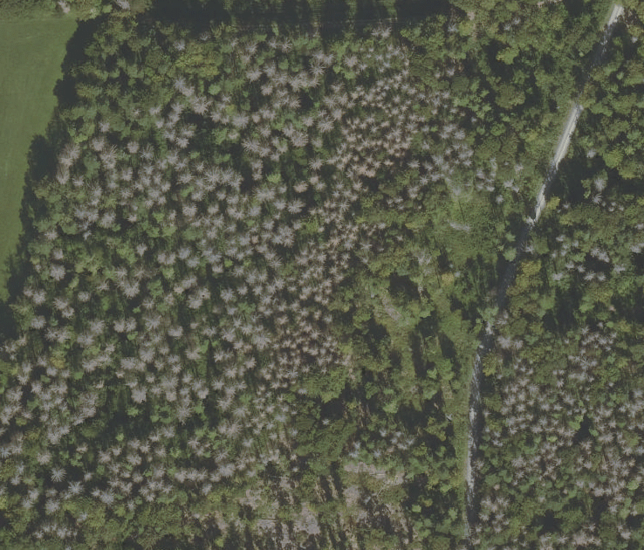 Der Wald im Naturschutzgebiet Katzenbuck im Jahr 2020 aus der Luft. Die weißen Kronen der abgestorbenen Fichten sind gut erkennbar.