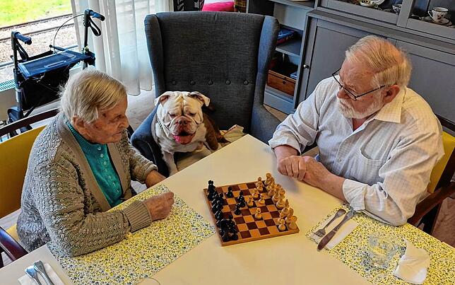 Bulldogge Butch beim Schachspielen mit den Bewohnern Veronika Zimmermann und Horst Zuber im Haus am Vitibuck in Tiengen.