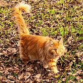 Diese prächtige Samtpfote darf draußen herumtigern. Wer seine Freigänger-Katze zu geregelten Zeiten füttert, kann davon ausgehen, dass ...