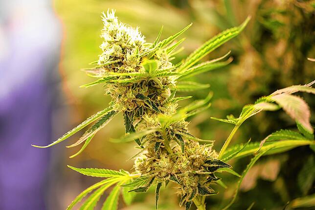 Cannabispflanzen wachsen in einem Blüteraum eines Pharmaunternehmens.