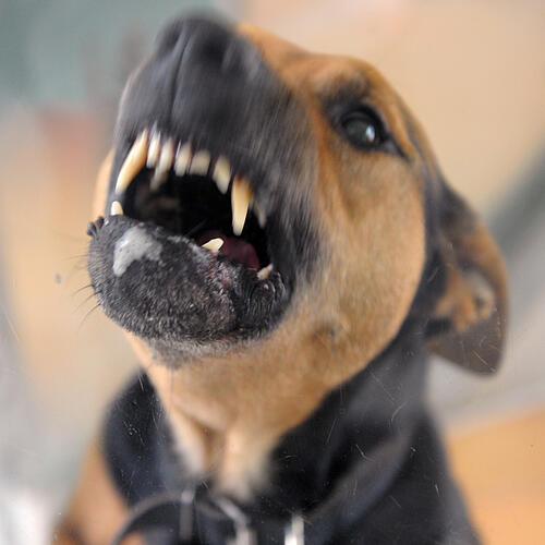 Angriffe von Hunden