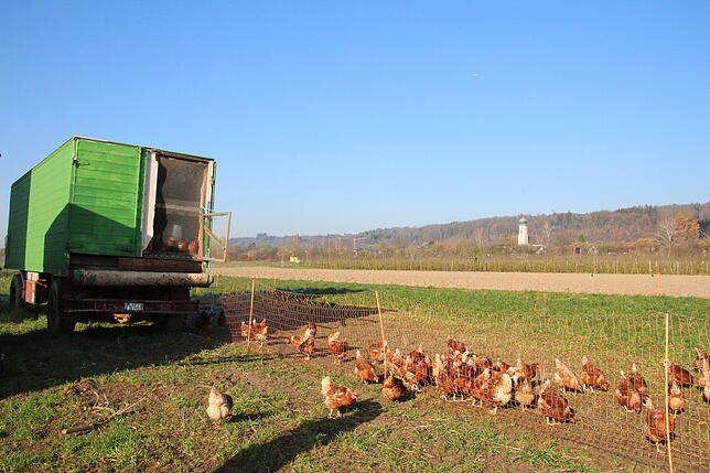 In einem umgebauten LKW, dem sogenannten Hühnermobil, leben die rund 350 Freilandhühner der Familie Gampp. Hin und wieder hüpft ein Huhn ...