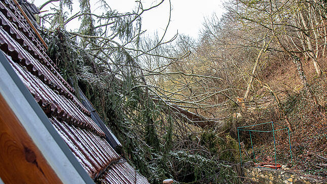Das an einem extremen Steilhang stehende Haus in der Storzinger Schneckenbergstraße wurde von der umstürzenden Fichte mit voller Wucht ...
