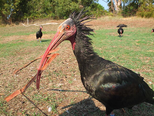 Wegen seines eher exzentrischen Aussehens wird der Waldrapp gerne auch mal als der „Punk unter den Vögeln“ bezeichnet.