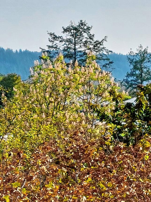 Kastanienbaum in Bad Säckingen.