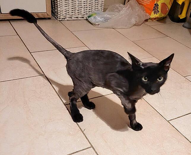 Zwei Kater wurden bei Schopfheim, im Ortsteil Gerbach, ausgesetzt. Sie sind vermutlich frisch geboren und weder gechippt noch tätowiert.