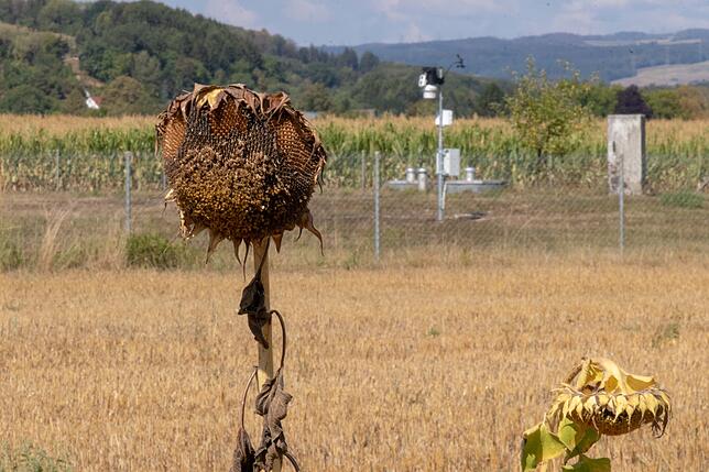Kaum aufgeblüht und schon vertrocknet: Die Dürre machte in Lauchringen nicht nur den Sonnenblumen zu schaffen.