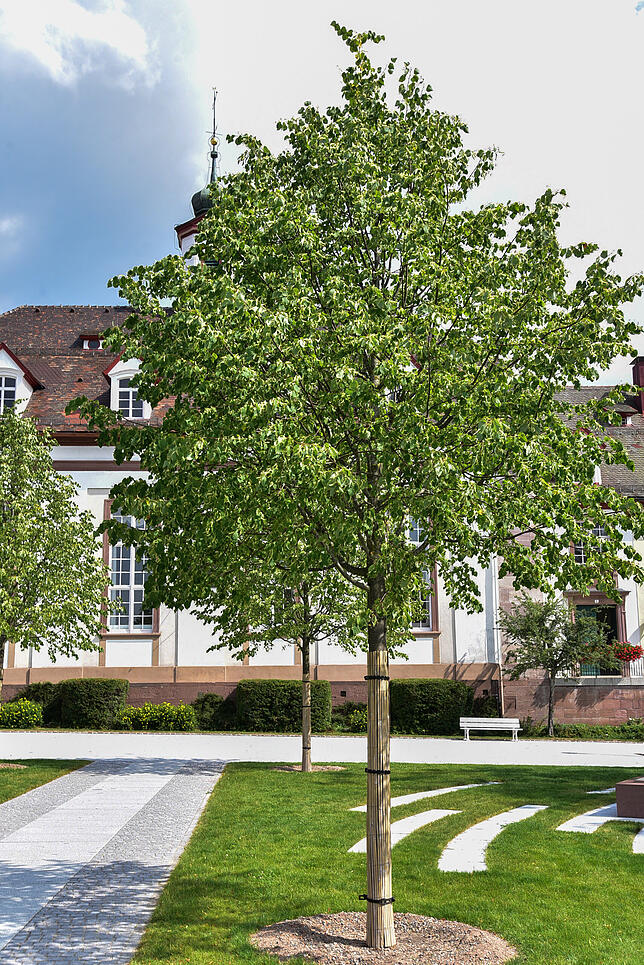 36 neue Linden wurden auf dem Zinzendorfplatz gepflanzt.