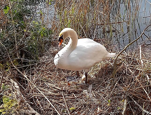 Das selbe Nest nur drei Tage zuvor: Die brütende Henne gibt den Blick auf ein einziges Ei frei. Was ist mit den anderen Eiern geschehen?