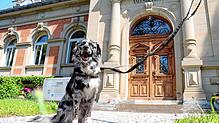 Der Hund des Angeklagten, ein Australian Shepherd, musste während des Gerichtsprozesses mit einem Bekannten des Angeklagten für ...