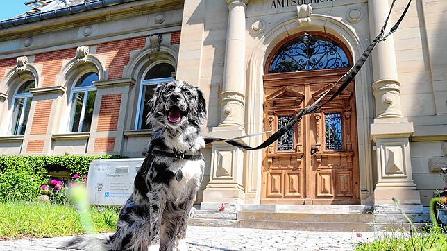 Der Hund des Angeklagten, ein Australian Shepherd, musste während des Gerichtsprozesses mit einem Bekannten des Angeklagten für ...