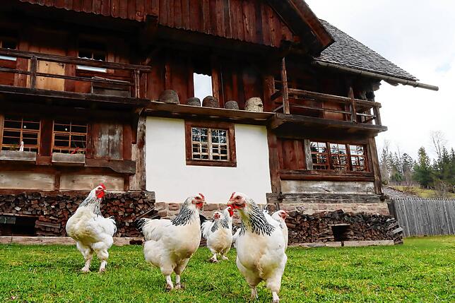 Neben Familie Richter wohnt, so wie dieses Federvieh, auch der eine oder andere tierische Mitbewohner im Röthenloch.