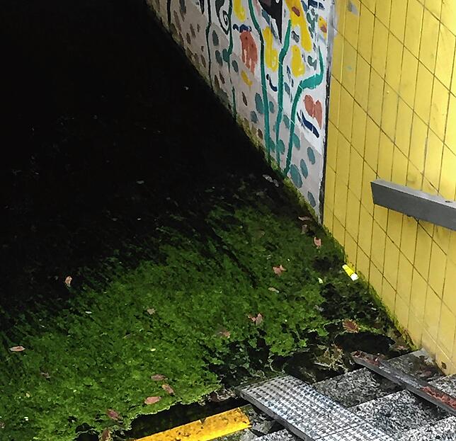 (Archivbild) Kein schöner Anblick: Im Mai 2020 stand mal wieder Wasser im Tunnel, sogar mit Algen versehen. An der Wand ist noch das ...