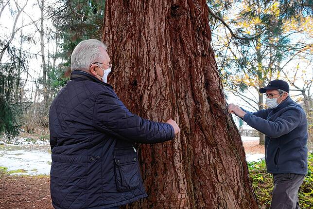 Fast fünf Meter beträgt der Stammumfang dieses Mammutbaumes im Rauensteinpark, den Hartmut Walter vom Überlinger Naturschutzbund ...