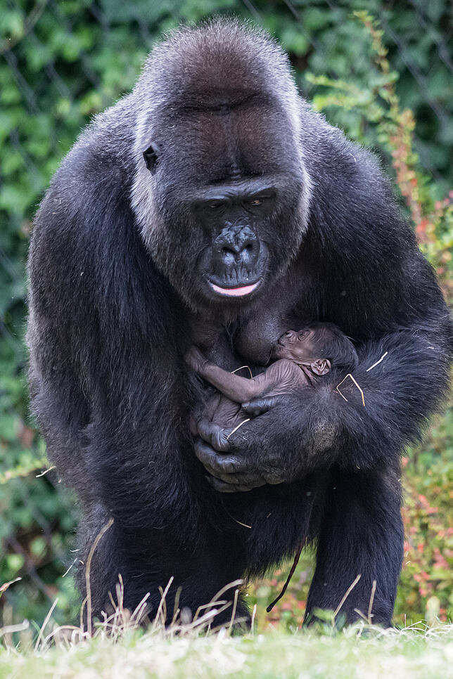 Bild 7: Nachwuchs im Zoo: So liebevoll kümmert sich Gorilla-Mama Faddama um ihr Baby