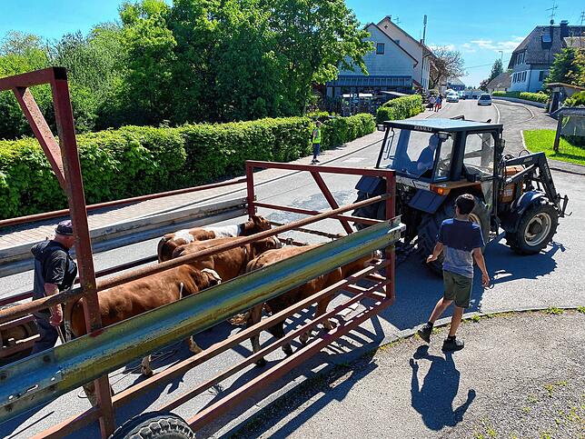 Mit Traktor und Anhänger werden die vier Hägili zur Sommerweide gebracht, wo sie sich bis zum Hagehole am 15. Oktober aufhalten dürfen ...