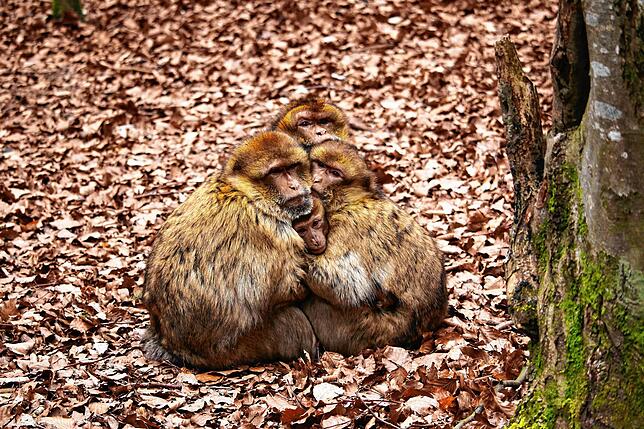 Drei erwachsene Berberaffen kuscheln mit einem Jungtier. Aktuell erkunden keine Besucher das Freiluftgelände. Der Affenberg bleibt ...