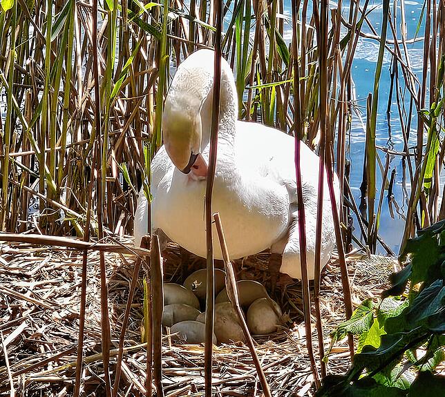 Der Schwan erhebt sich, um die Eier zu wenden.