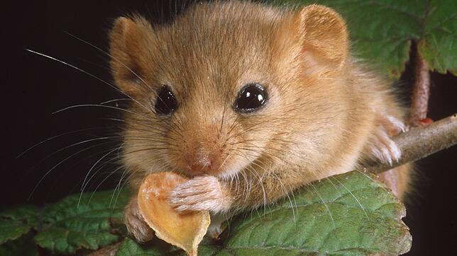 Die Haselmaus ist vom Aussterben bedroht. Unter der Gauchachtalbrücke kommen allerdings Exemplare des Tieres vor.