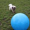 Bolonka Zwetna Snoopy liebt seinen blauen Treibball. Frauchen Sonja Mansfeldt kam regelmäßig mit Hund und Ball auf den Seesportplatz. ...