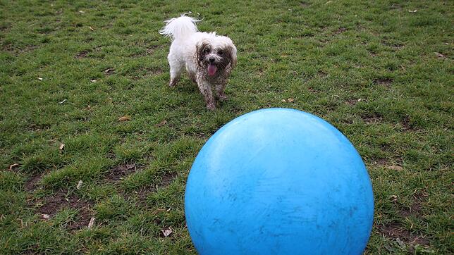 Bolonka Zwetna Snoopy liebt seinen blauen Treibball. Frauchen Sonja Mansfeldt kam regelmäßig mit Hund und Ball auf den Seesportplatz. ...