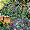 So sieht es in der Gauchachschlucht zwei Tage nach dem Baumsturz aus: Der beliebte Wanderweg vom Kanadiersteg zur Burgmühle ist durch ...