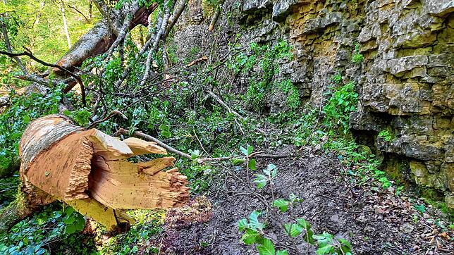 So sieht es in der Gauchachschlucht zwei Tage nach dem Baumsturz aus: Der beliebte Wanderweg vom Kanadiersteg zur Burgmühle ist durch ...