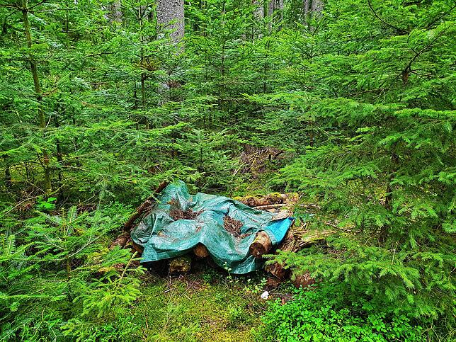 Kein Premium-Anblick: Diese verrottende Holzbeige ist kein Einzelfall im Wald hinter der Tannenhöhe.