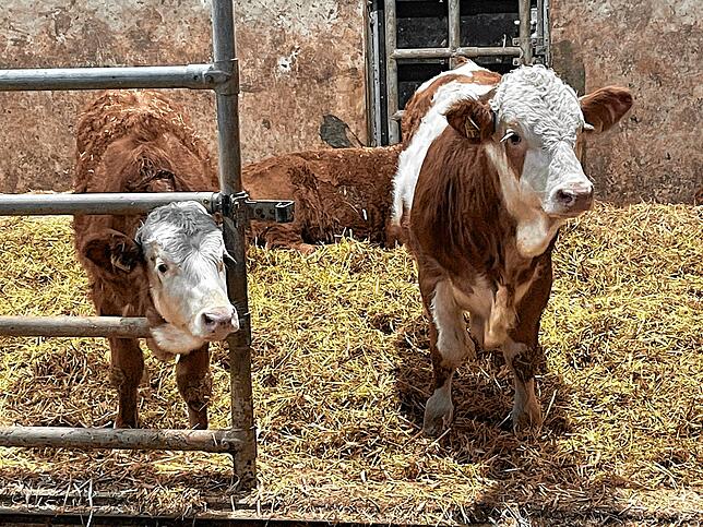 Wie sieht die Zukunft aus? Für Landwirte der Region und ihre Tiere derzeit oftmals düster.