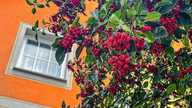 Bild 9: So schön ist der Herbst in Stockach: ein Fotospaziergang