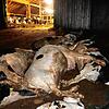 Ein Allgäuer Landwirt steht im Verdacht, massiv gegen den Tierschutz verstoßen zu haben. Das Bild gequälter Kühe ist laut dem ...