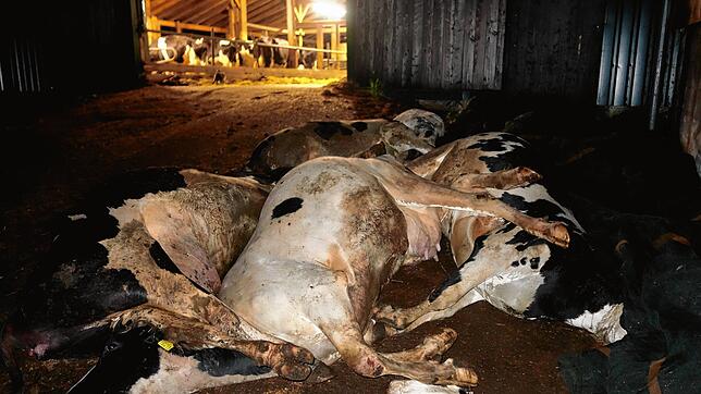 Ein Allgäuer Landwirt steht im Verdacht, massiv gegen den Tierschutz verstoßen zu haben. Das Bild gequälter Kühe ist laut dem ...