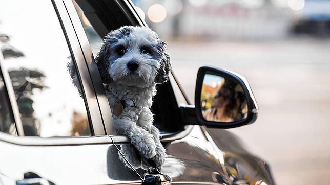 Ein Hund lenkte seine eigene Besitzerin in Meßkirch beim Autofahren so stark ab, dass die Frau in einen Zaun fuhr.