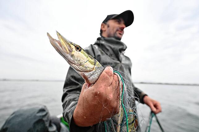 Ein Fischer hält auf dem Bodensee einen Hecht in der Hand, nachdem dieser mit einem Netzes im Auftrag der Fischereiforschungsstelle ...