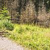 Auch am vom Biber aufgestauten kleinen See am Wasserrainweg in Richtung Steinatal gibt es Probleme.