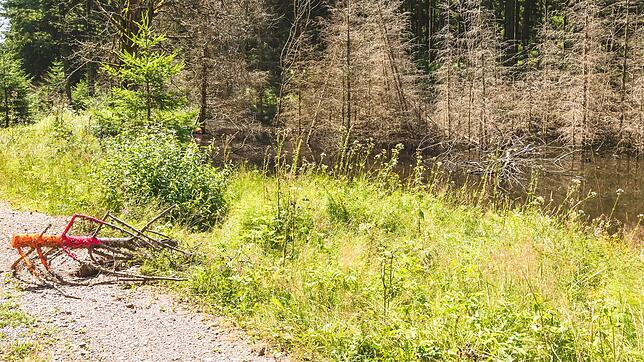 Auch am vom Biber aufgestauten kleinen See am Wasserrainweg in Richtung Steinatal gibt es Probleme.