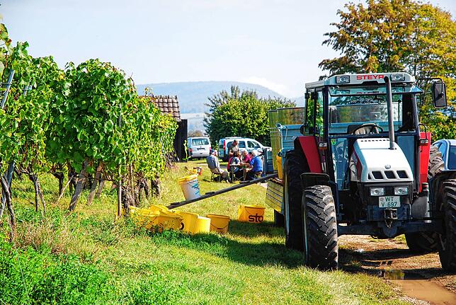 Zur Lese herrscht reger Verkehr in den Weinbergen.