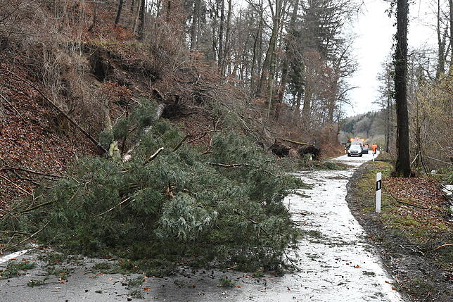 Entwurzelte Bäume liegen auf der Kreisstraße 6100, die Bodman mit Radolfzell-Liggeringen verbindet.