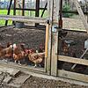 Das bedeutet Aufstallung: Die Tiere einer Hühnerhaltung bei Radolfzell werden durch den Bau einer Voliere vor dem Kontakt mit ...