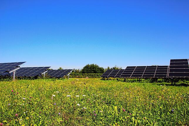 Verschiedene Pflanzenarten sind auf der Wiese im Solarpark Mooshof heimisch, darunter der Hornklee, der Insekten als Nahrung dient.