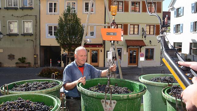 Die Anlieferung der Trauben beim Winzerverein in der Unterstadt, wie hier durch Andreas Volz, ist im Herbst eine Touristenattraktion, ...